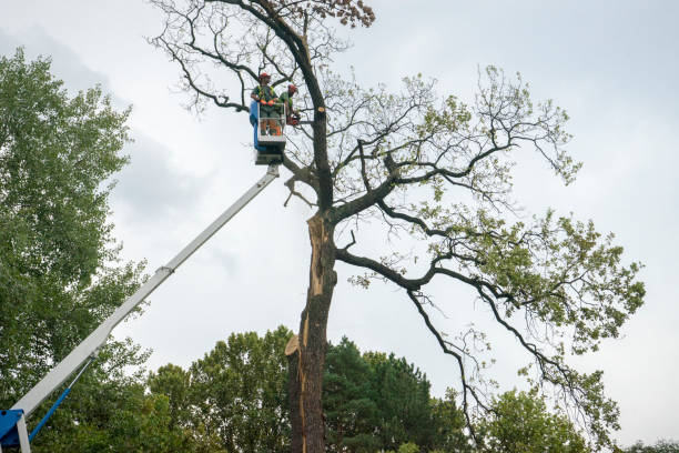 Best Tree Preservation Services  in Stevenson, AL